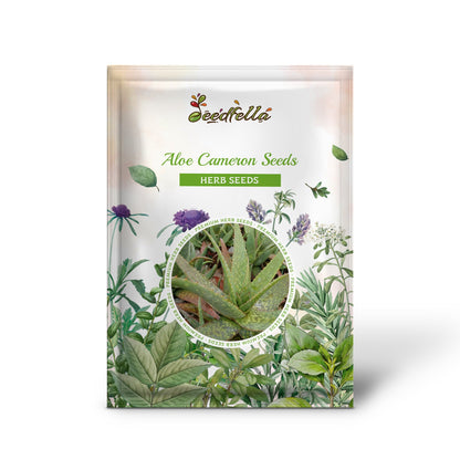 Aloe Cameron Seeds for Planting - Unique Light Green Aloe for Your Space