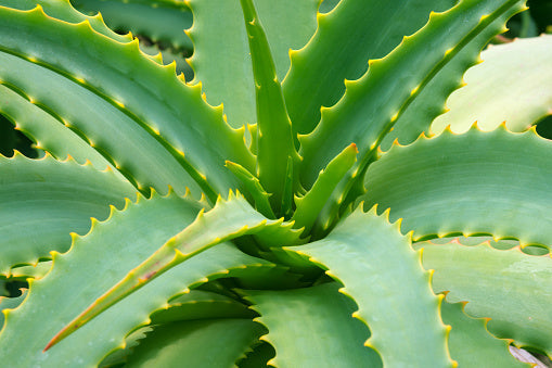 Aloe Cameron Seeds For Planting Grow Unique Green Aloe Cameron In Your Garden heirloom non-gmo organic garden seeds