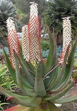Plant Aloe Ferox White Seeds Easy Gardening Solution heirloom non-gmo organic garden seeds
