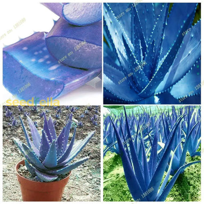 高品質アロエベラの種 スカイブルー色、簡単に植えられる理想的な品種