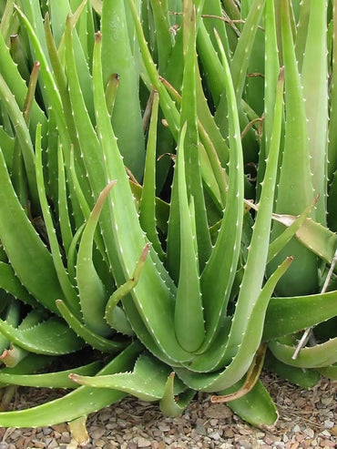 食用アロエベラの種子 簡単に植えられる 新鮮なアロエを自宅で育てる