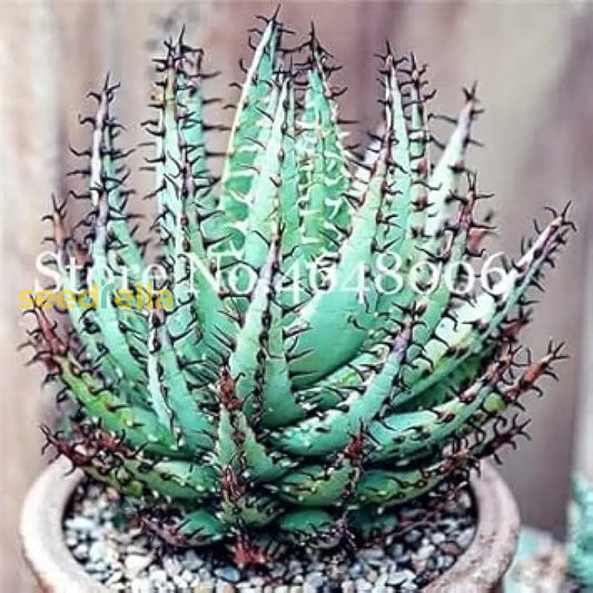 Premium Aloe Vera Seeds Sky Blue, Ideal For Easy Planting heirloom non-gmo organic garden seeds