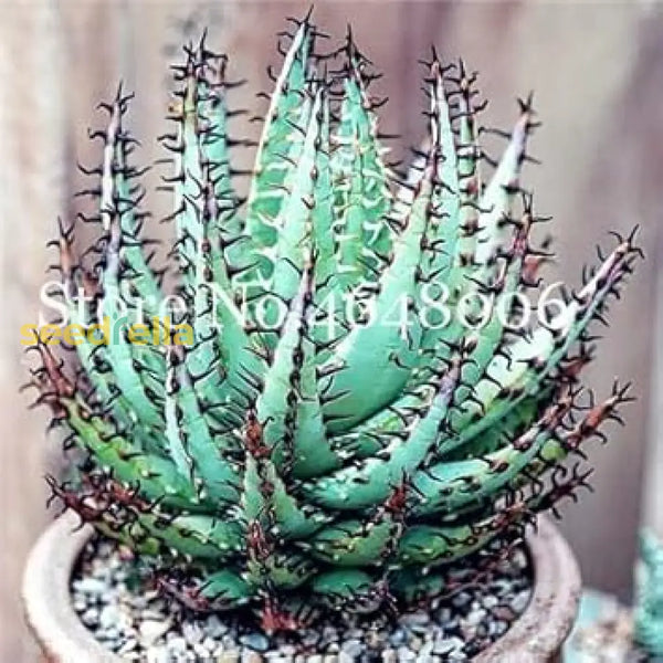 aloe-vera-seeds-sky-blue-