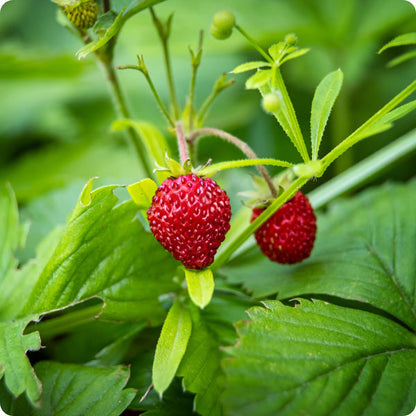 Alexandria Alpine Strawberry Seeds Fragaria Vesca heirloom non-gmo organic garden seeds