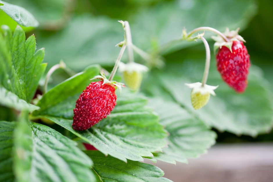alexandria alpine strawberry seeds Alexandria Alpine Strawberry Seeds Fragaria Vesca Organic Garden Seeds – Pure Asia Seeds