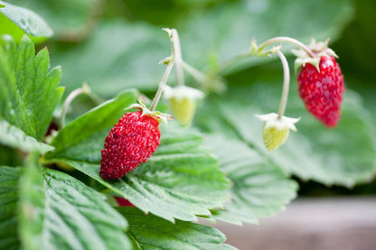 Alexandria (Alpine) Strawberry Seeds - Fragaria vesca