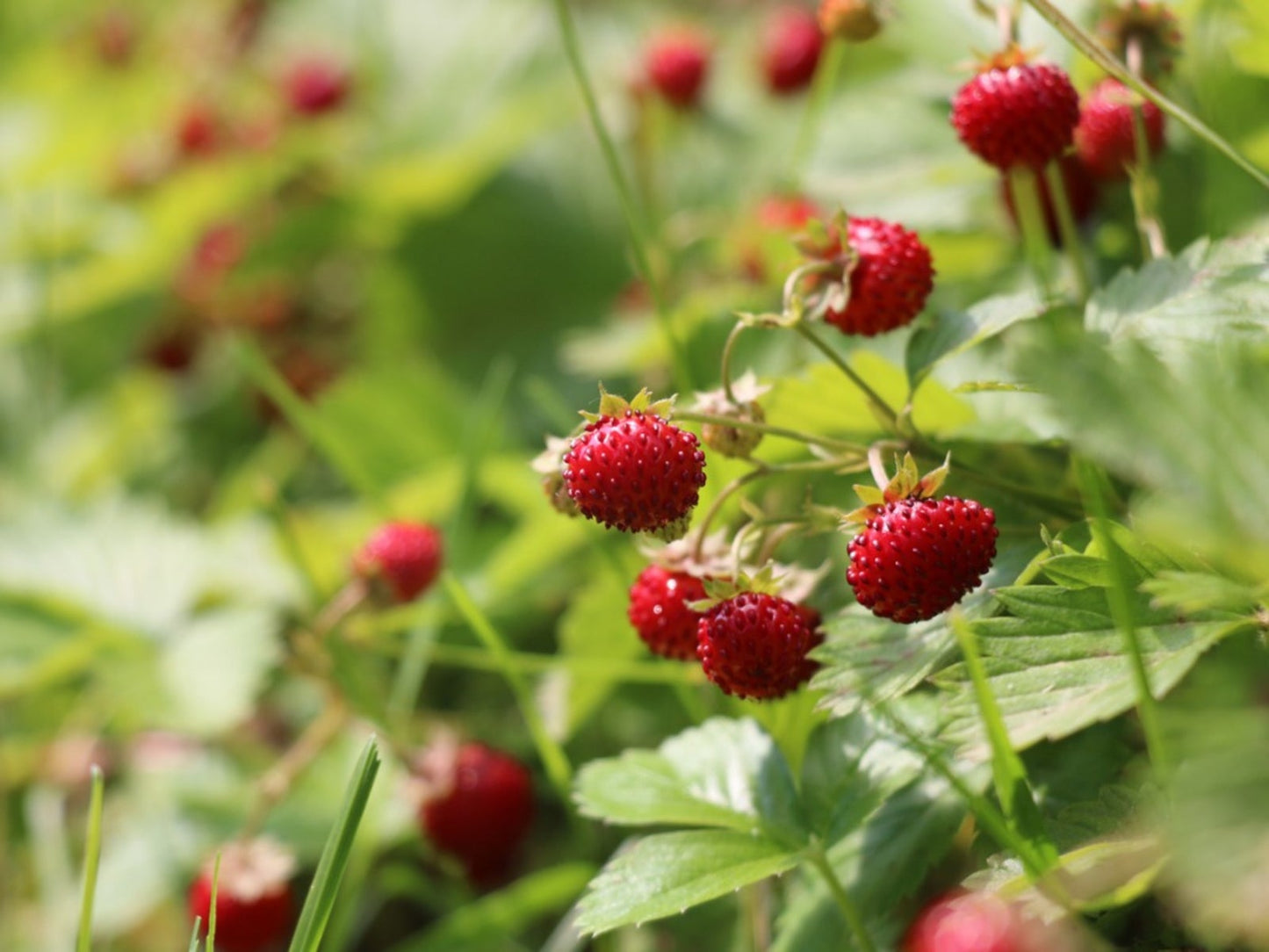 Alpine Strawberry (Fragaria vesca) Seeds – Red Fruit, White Flowers