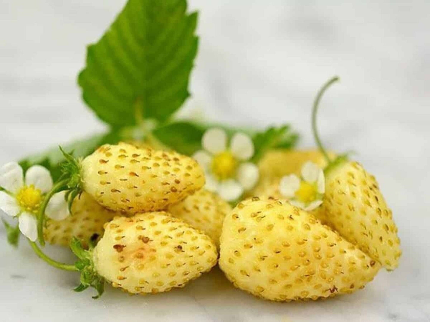 Yellow Wonder Alpine Strawberry Seeds - Fragaria vesca