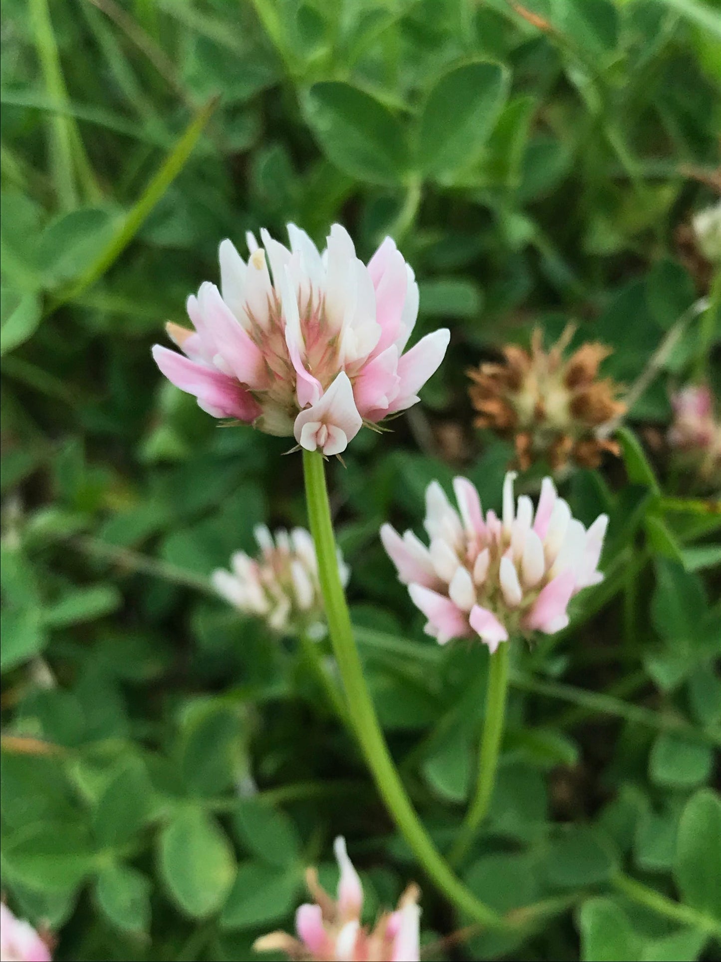 Alsike Clover (Trifolium hybridum) Pink & White Flower Legume Seeds