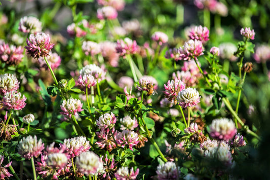 Alsike Clover Trifolium Hybridum Pink & White Flower Legume Seeds heirloom non-gmo organic garden seeds