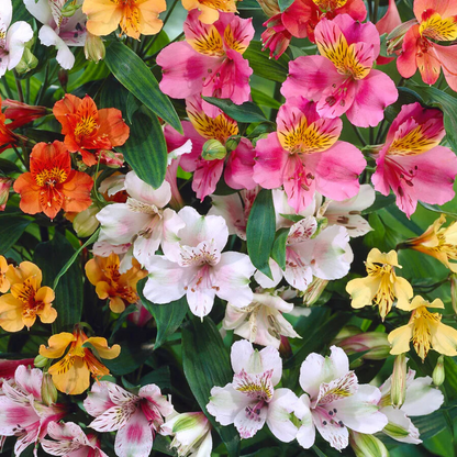 Alstroemeria Mix Flower Seeds