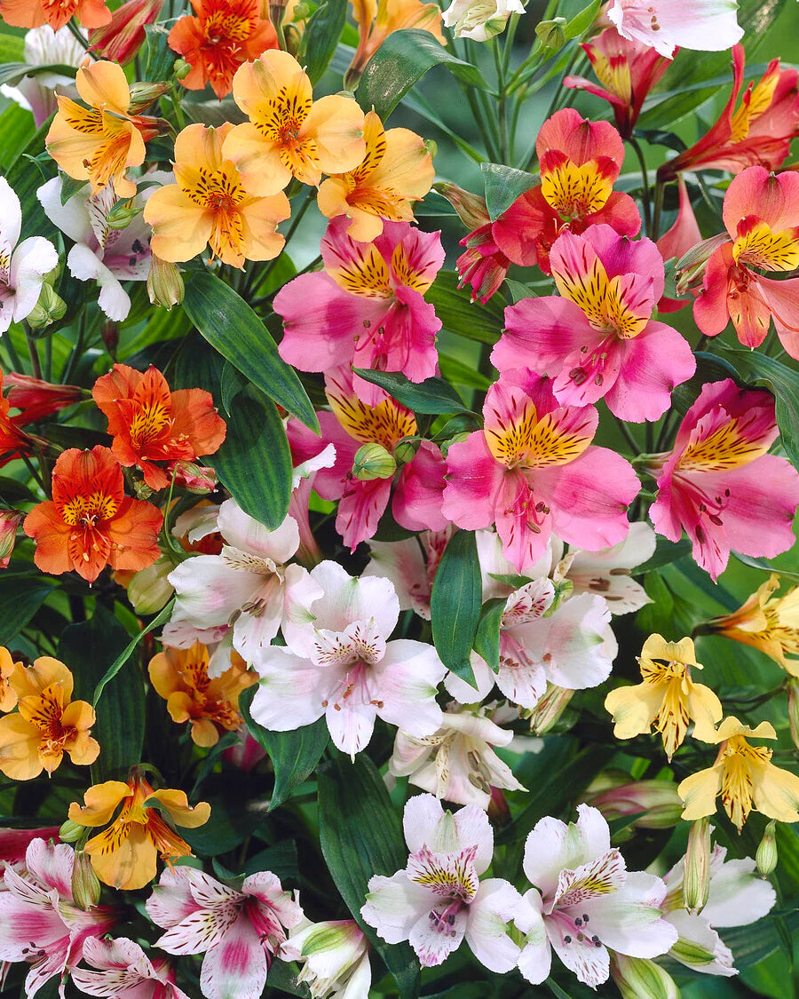 Alstroemeria Mix Flower Seeds
