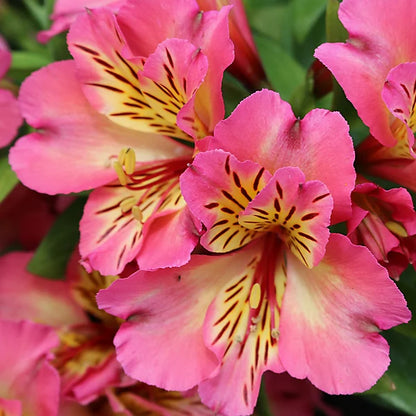 Pink Alstroemeria Flower Seeds