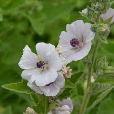 White Marshmallow (Althaea officinalis) Flower Seeds