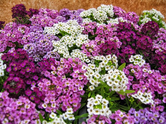 Alyssum Easter Bonnet Mix bonnet Flower seeds for Planting Pollinator Friendly Heirloom & GMO Free Seeds for Home Garden
