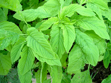 Amaranthus Green Pointed Leaf Seeds - Nutritious Edible Green with Unique Foliage