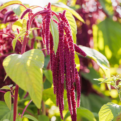 planting love lies bleeding seeds Amaranthus Caudatus (Love-Lies-Bleeding) Seeds for Planting – Heirloom – Pure Asia Seeds