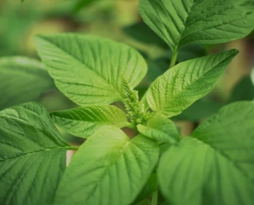 Amaranthus Oleraceus (Edible Green Amaranth) Seeds - Nutrient-Packed Leafy Green for Cooking