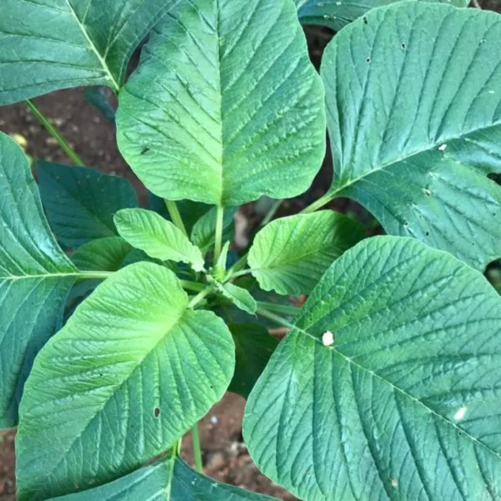 Amaranthus Viridis (Green Amaranth) Seeds - Nutritious Edible Leafy Green
