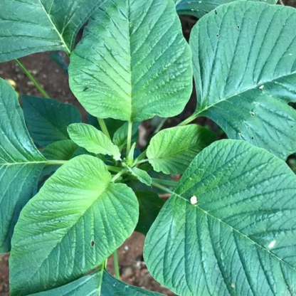 Amaranthus Viridis (Green Amaranth) Seeds - Nutritious Edible Leafy Green