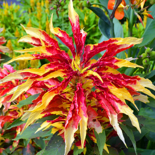 Amaranthus Perfecta (Rainbow Amaranth) Seeds - Colorful Multi-Hued Flowering Plant for Your Garden