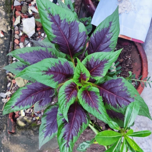 Amaranthus Mangostanus (Tampala Amaranth) Seeds - Tropical Edible Green with Nutritious Leaves