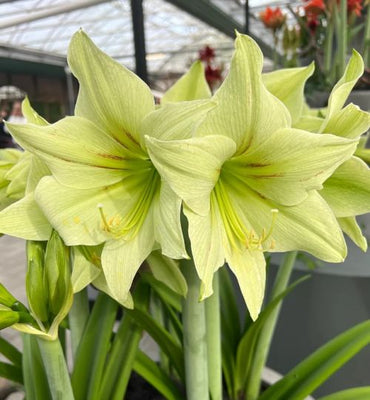 Light Green Hippeastrum Rutilum Flower seeds for Planting - Low Maintenance, Heirloom & GMO Free Seeds for Home Garden