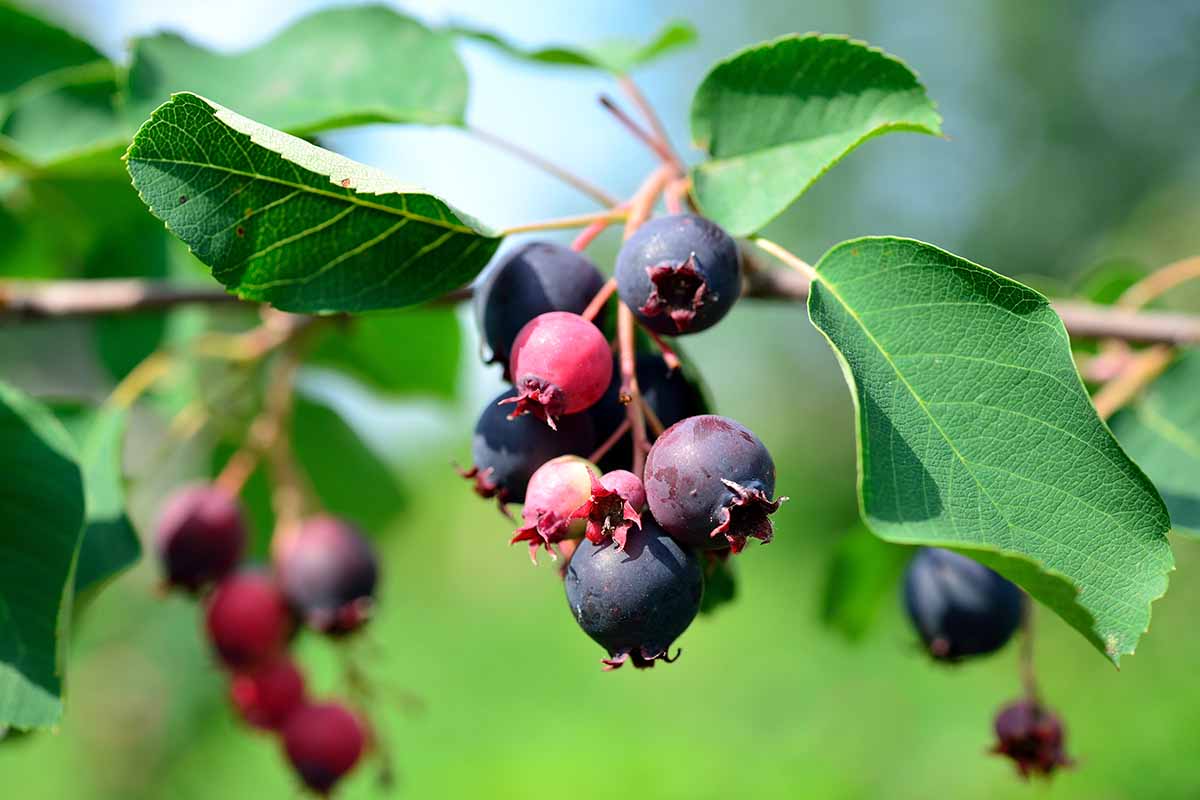 Saskatoon Serviceberry (Amelanchier alnifolia) Juneberry Shadbush Edible Purple Berry Shrub Seeds