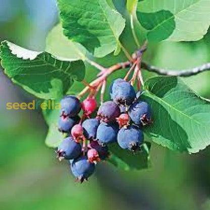 Saskatoon Fruit Seeds for Planting - Grow Your Own Berries