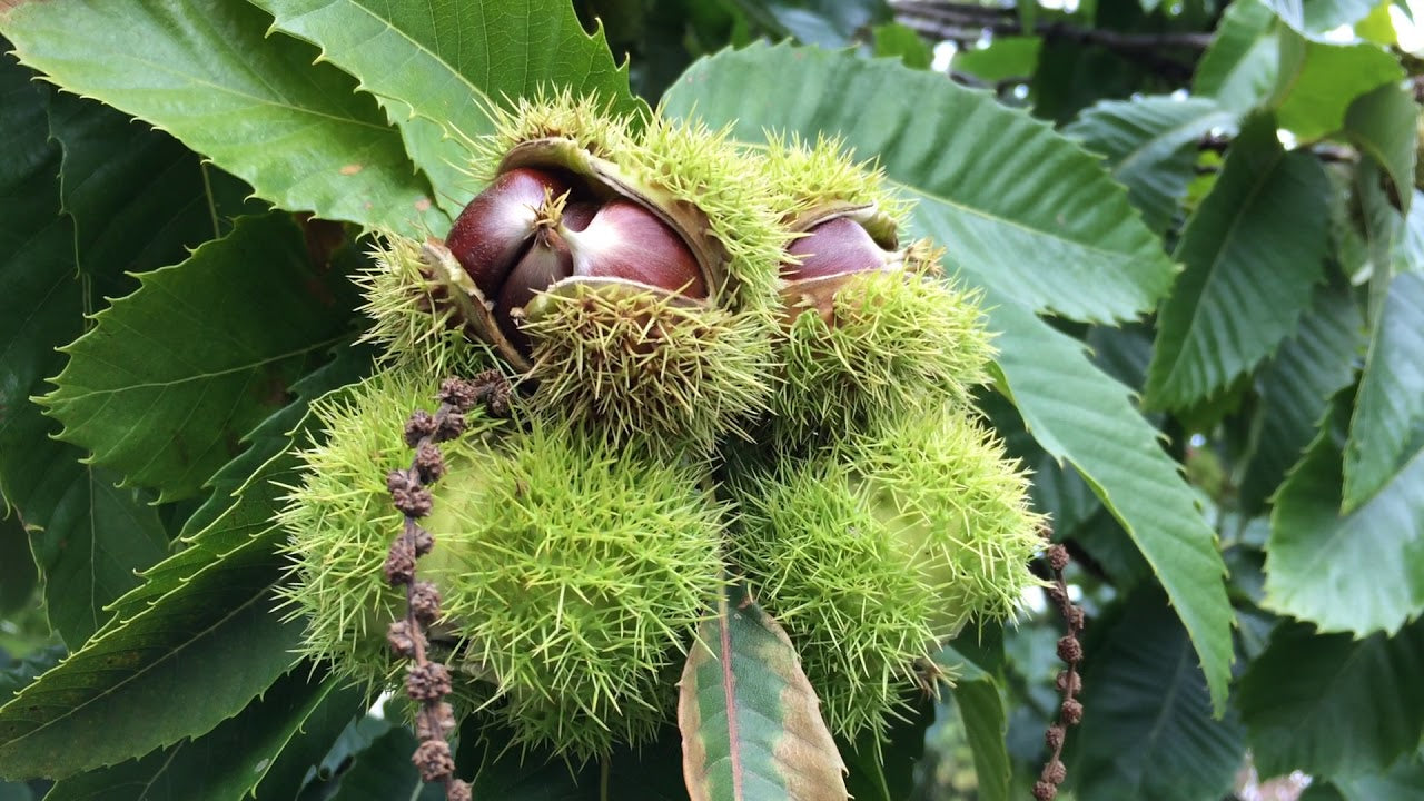 american chestnut seeds for planting American Chestnut Tree Castanea Dentata Seeds Organic Garden Seeds – Pure  Asia Seeds