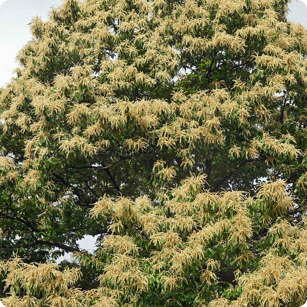 American Chestnut Tree Castanea Dentata Seeds heirloom non-gmo organic garden seeds