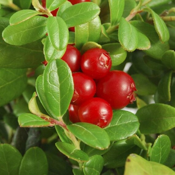 American Low Bush Cranberry Seeds - Vaccinium macrocarpon