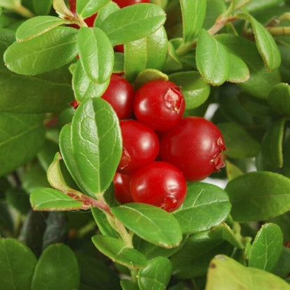 American Low Bush Cranberry Seeds - Vaccinium macrocarpon