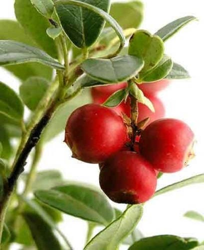 Perennial American Cranberry Vaccinium Macrocarpon Red Fruit Bush Seeds heirloom non-gmo organic garden seeds