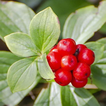 Panax Ginseng Quinquefolius American Herb Seeds