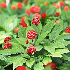Panax Ginseng Quinquefolius American Herb Seeds heirloom non-gmo organic garden seeds