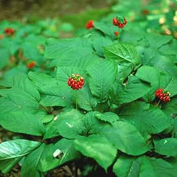 American Ginseng (Panax quinquefolius) Shade Herb Seeds