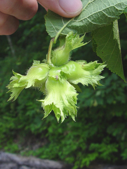 American Hazelnut Tree (Corylus americana) Fruit Nut Seeds