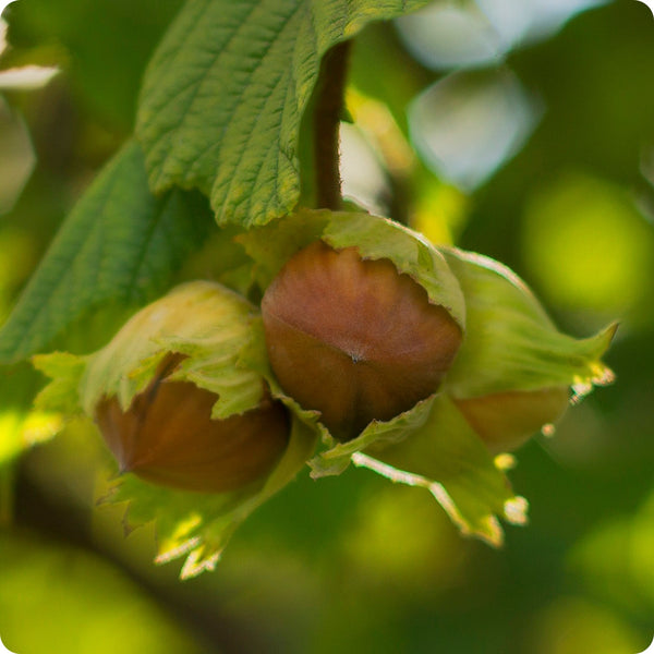 American Hazelnut Corylus Americana Seeds heirloom non-gmo organic garden seeds