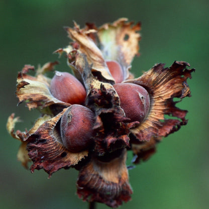 American Hazelnut (Corylus Americana) Seeds