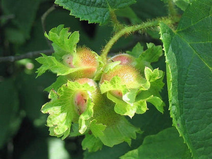 American Hazelnut Tree Corylus Americana Fruit Nut Seeds heirloom non-gmo organic garden seeds