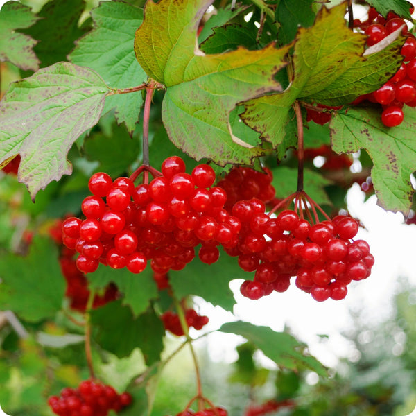 American High Bush Cranberry Vaccinium Corymbosum Seeds heirloom non-gmo organic garden seeds