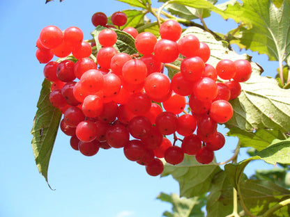 American Highbush Cranberry Viburnum Trilobum – Red Fruit, White Flower Shrub Seeds heirloom non-gmo organic garden seeds