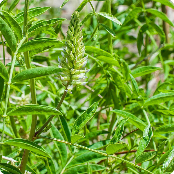 American Licorice Seeds Glycyrrhiza Lepidota heirloom non-gmo organic garden seeds