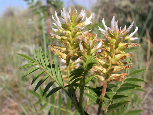 American Licorice Glycyrrhiza Lepidota Aka Wild Licorice Native Herb White Flower Seeds heirloom non-gmo organic garden seeds