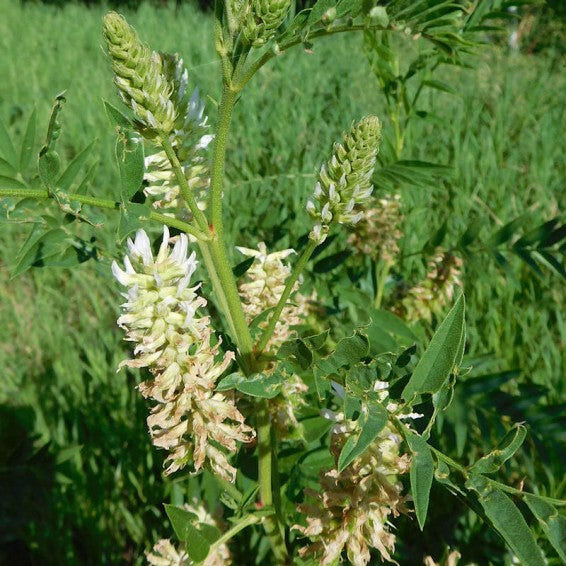 アメリカ甘草の種子（甘草レピドタ）