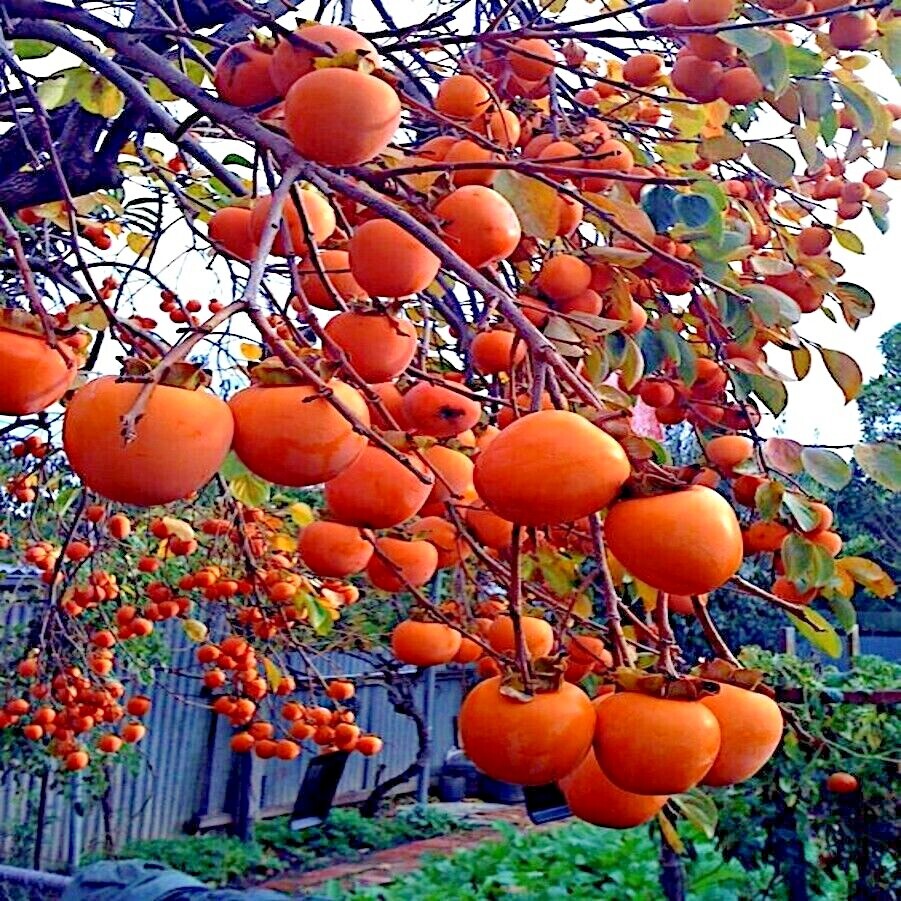 American Persimmon Tree (Diospyros virginiana) Fruit Seeds