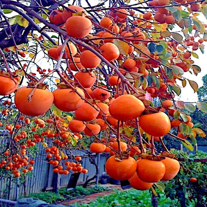 American Persimmon Tree (Diospyros virginiana) Fruit Seeds