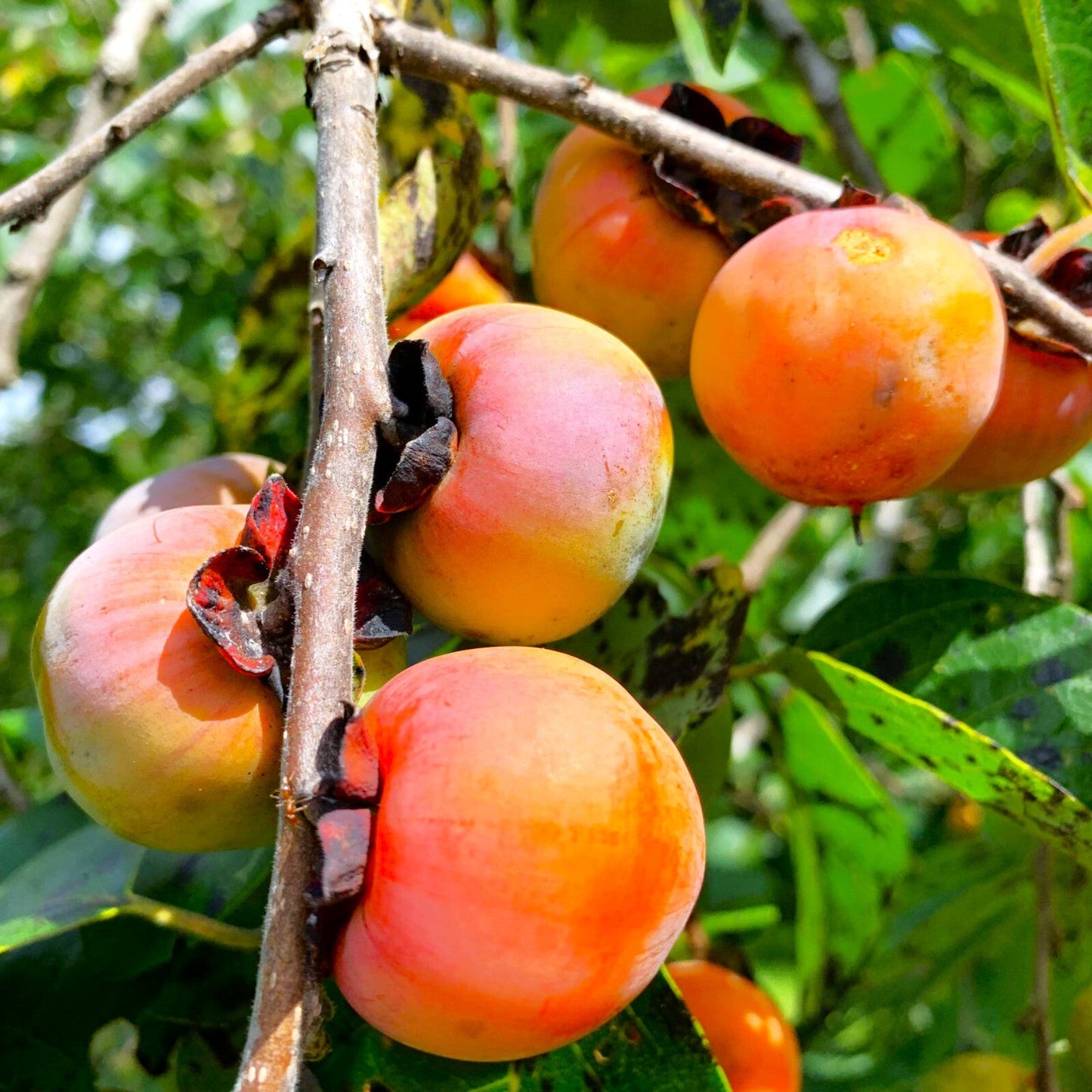 Nordamerikanische Kaki (Diospyros virginiana) Samen
