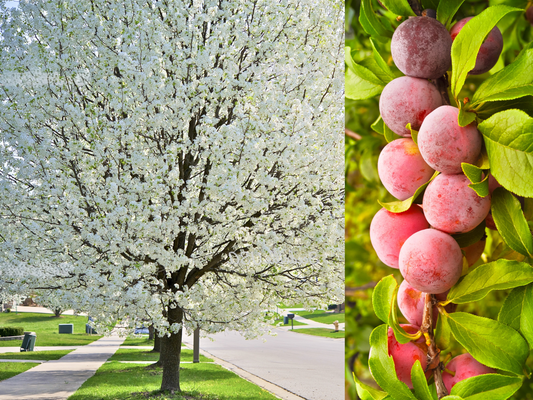 American Plum Prunus Americana Tree Shrub Seeds – Red Purple Fruit, White Flowers heirloom non-gmo organic garden seeds